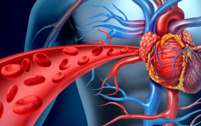 El EDTA en la Mejora de la Circulación Sanguínea y la Salud Vascular